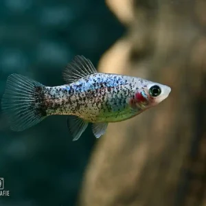 Calico Platy Blau (Xiphophorus maculatus var.) Sale
